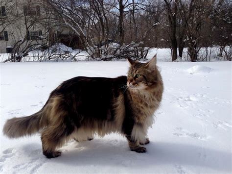 Norwegian Forest Cat Vs Maine Coon Cat And Dog Lovers