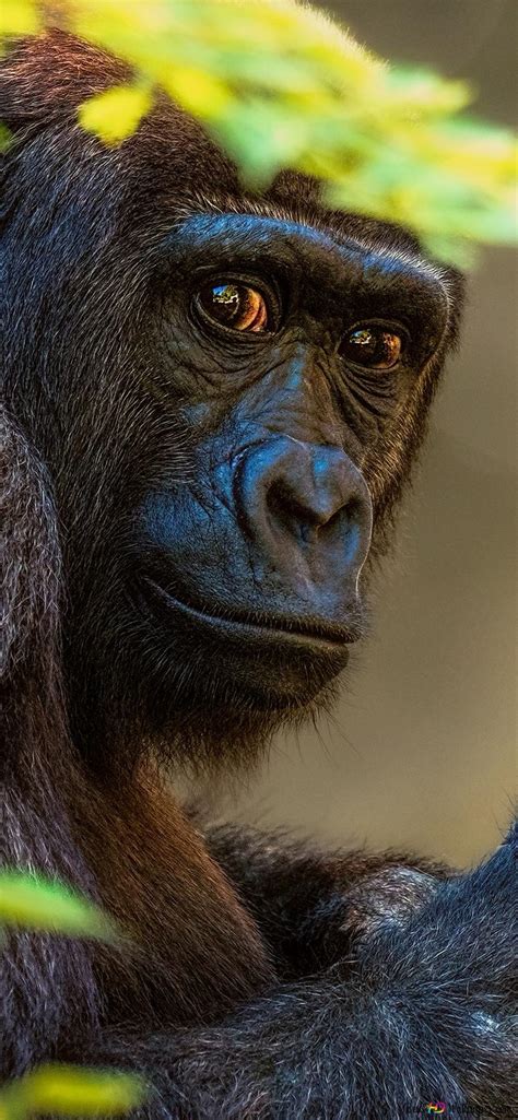 Gorille Hd Fond Décran Télécharger