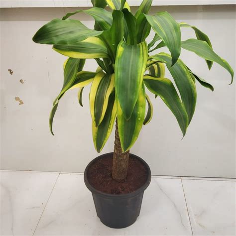 Dracaena Fragrans Lindenni Nurserybuy