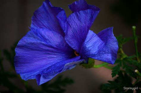 Blue Hibiscus Flower By Stormygirl Redbubble