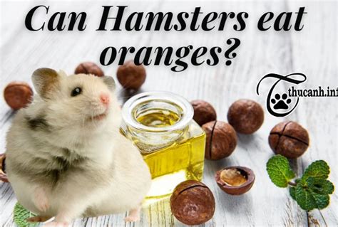 can hamsters eat macadamia nuts experts explain in detail