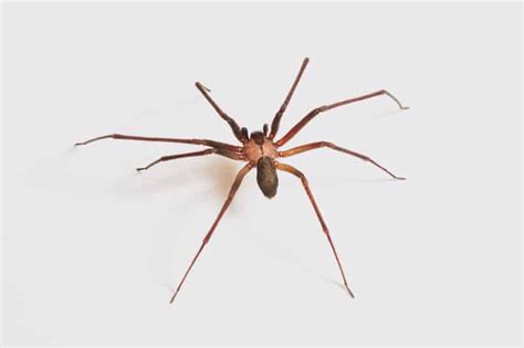 How A Common House Spider Is Mistaken For A Brown Recluse Spider