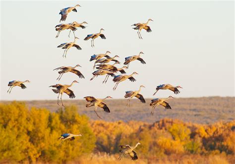 Migratory Bird Initiative Audubon