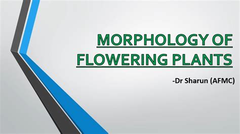 Daily Biology Mcqs 5 September Neet 2024 Morphology Of Flowering