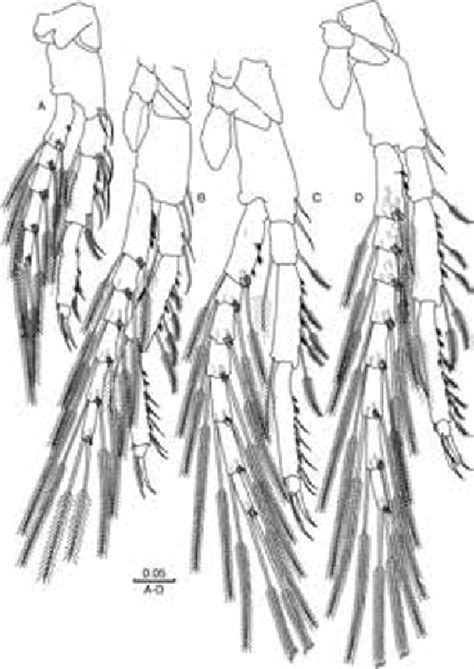 Paraeobathynella Siamensis N Spmale Holotype A Thoracopod I B