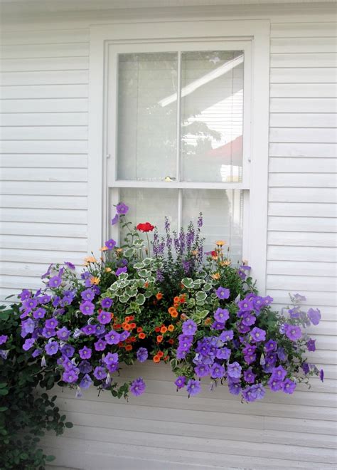 Annuals with blue or purple flowers work well for a window box observed up close, while splashy pinks and yellows are visible from a distance. 17 Best images about Window Boxes on Pinterest | Hanging ...