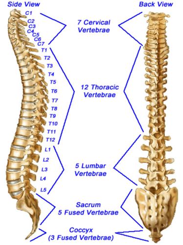 The Vertebral Column Flashcards Quizlet