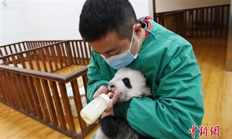 Giant Panda Cubs In Wolong National Nature Reserve In Sichuan Global