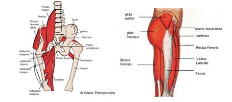 Each of the muscles discussed above is attached to bone via a tendon. 5 Creative Hip Strengthening Exercises » Forever Fit Science