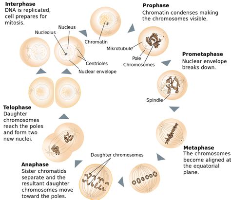 These are called somatic cells. you can tell the difference between mitosis and meiosis by considering the phases that each process includes. Difference Between Mitosis and Meiosis