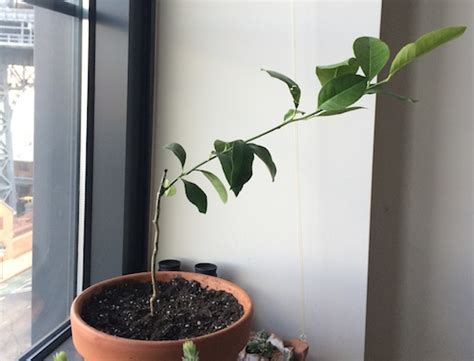 Best grow light for citrus tree. citrus - My indoor lemon tree is an offshoot. What should ...