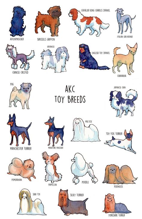 Poster Of Akc Toy Breeds Etsy Dog Breed Poster Akc Dog Breeds Breeds