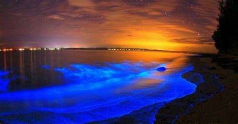 Where To See Bioluminescence Abroad From Jamaica To Japan 40 Off