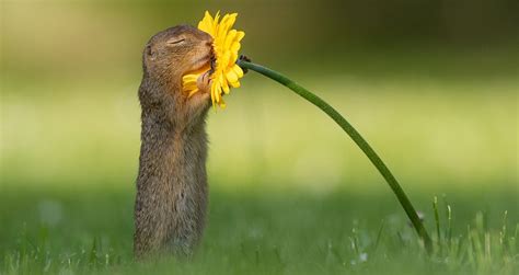 Impressive Photo Of The Moment A Squirrel Sniffs A Flower Goes Viral