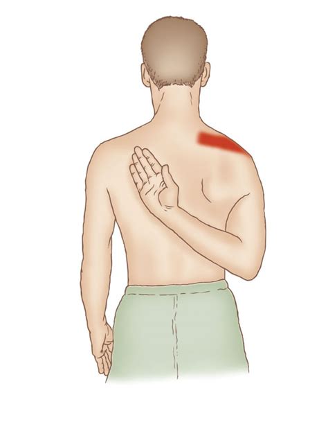 Supraspinatus Stretching Learn Muscles