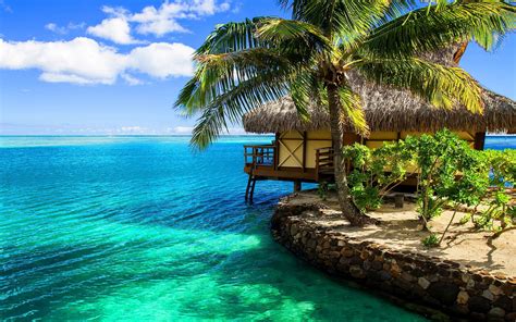 Top Tropical Wallpaper In High Quality Goldwallpapers