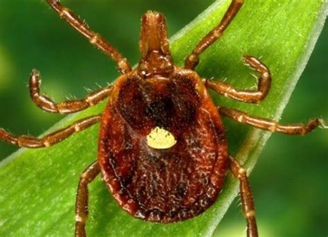 Tick Bites Are Causing Meat Allergies Across The Us Expects Say