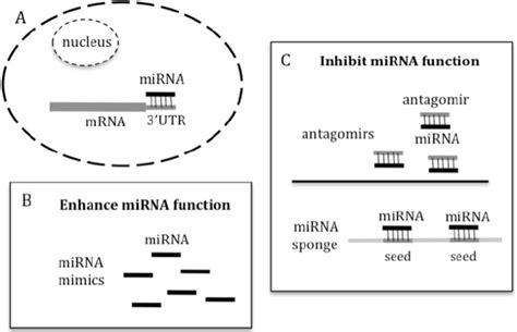 a in general mirnas bind to the 3 utr of target genes to download scientific diagram