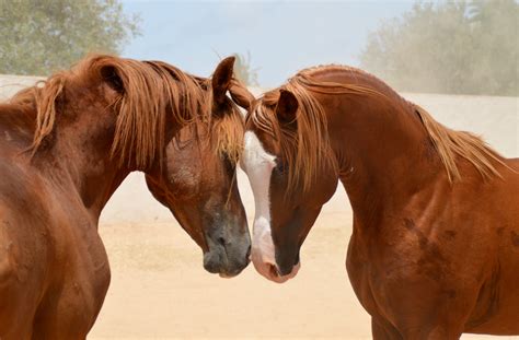 Our Horses Pictures And Informations Djerba Zitouna Stables