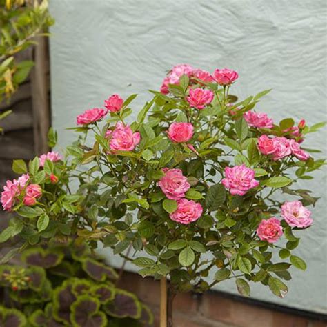 Rose Patio Standard Pink Bare Root X 2 Yougarden