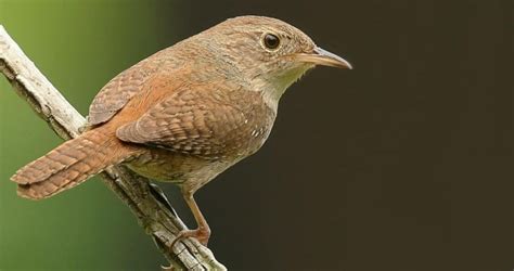 Difference Between Carolina Wren Vs House Wren Charismatic Planet Wren Backyard Birds