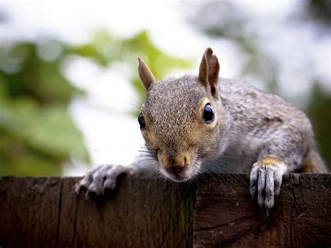 Forest Elf Cute Squirrel Hd Wallpapers Picture 13 Preview