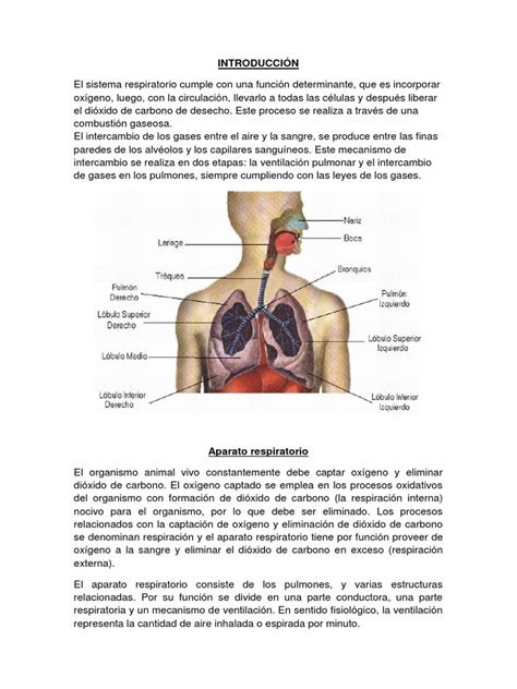 IntroducciÓn El Sistema Respiratoriopdf Sistema Respiratorio Pulmón