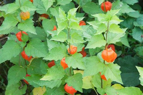 How To Grow And Care For Chinese Lantern Gardeners Path