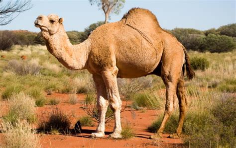 Essay on camel in hindi | ऊंट पर निबंध. 10 Most Invasive Plants and Other Invaders in Australia ...