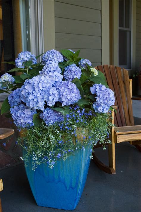 Growing Hydrangeas In Pots Traditional Home