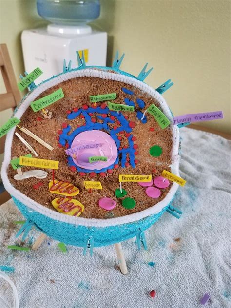 Get the cell model powerpoints. Animal cell model My daughter's 5th grade project #project ...