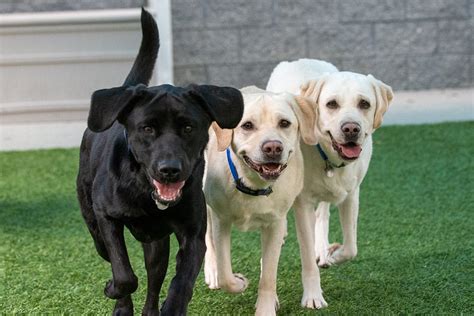 Released Dog Adoption Canine Companions