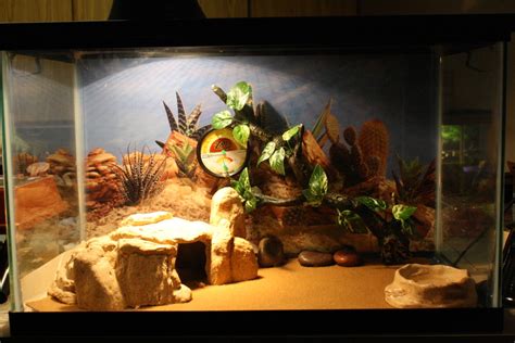 Best Leopard Gecko Viv I Want To Build This For My Arya Leopard Gecko