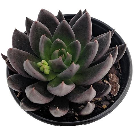 Black Knight Echeveria Mexican Rose Plant Great Succulent Houseplant