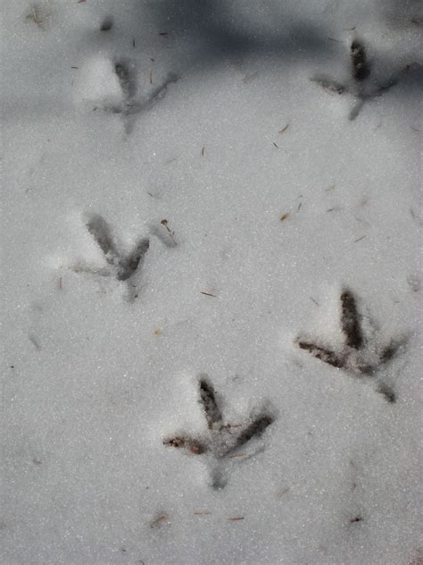 Footprints In The Snow Wild Turkey Tracks Garden Of The