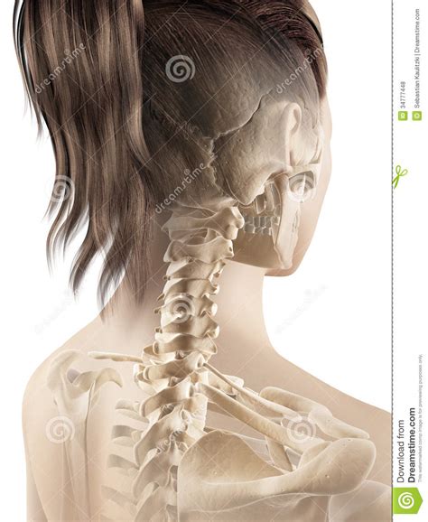 The skull of a female is rounded and less protruded mandible. The Female Skeleton Royalty Free Stock Photos - Image: 34777448