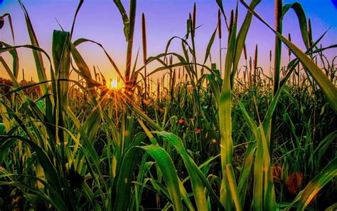 Green Grassfield Photography Nature Landscape Sunrise Hd Wallpaper