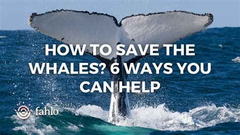 How To Save The Whales 6 Ways You Can Help Fahlo