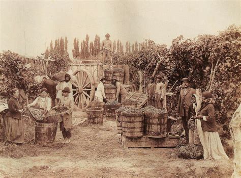 Lecciones De Vino Historia De La Vid Y El Vino En El Museo De Arte
