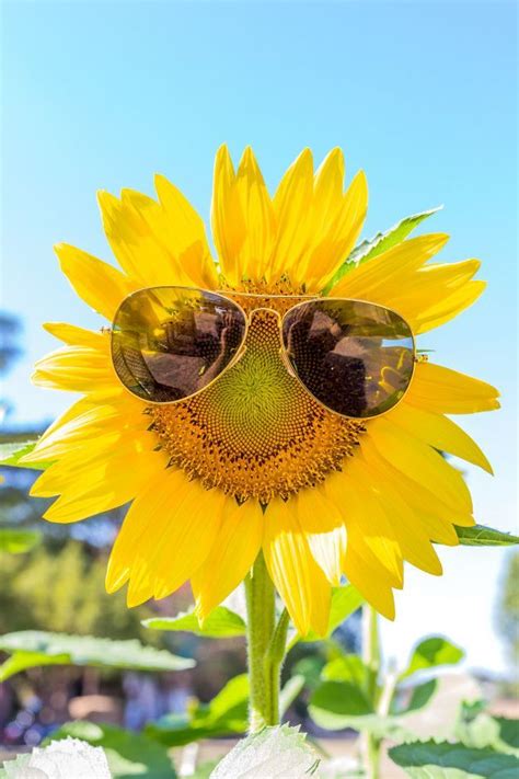 Sunflower With Sunglasses Premium Photo Sunflower Pictures Sunflower Photography Sunflower