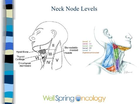 Neck Lymph Node Levels Preoperative Cervical Lymph Node Size