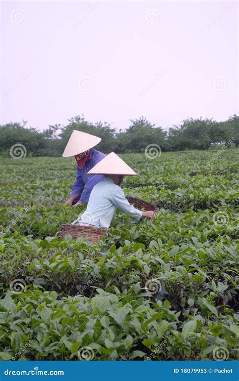 Women Cutting Tea Editorial Stock Photo Image Of Culture 18079953