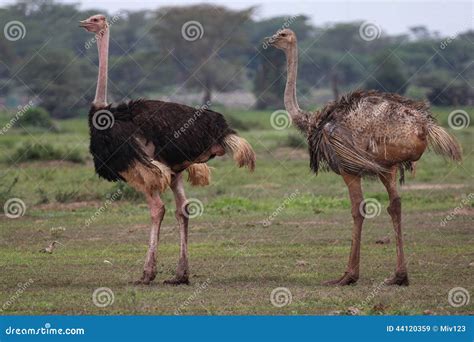 Two Ostriches Stock Photo Image 44120359