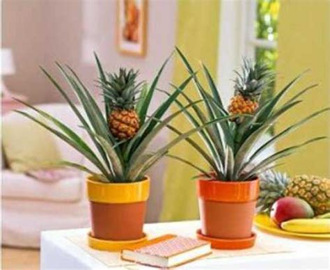 Come Creare Una Pianta Di Ananas In Vaso Idee Green