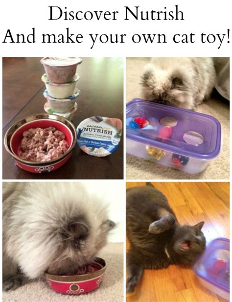 How To Make Your Own Cat Toy And Feed Your Cats Well With