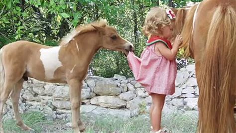 The Dance With Miniature Horses Video Dailymotion