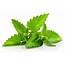 Mint Leaves  One Of The Oldest Seasoning And Flavoring Agent