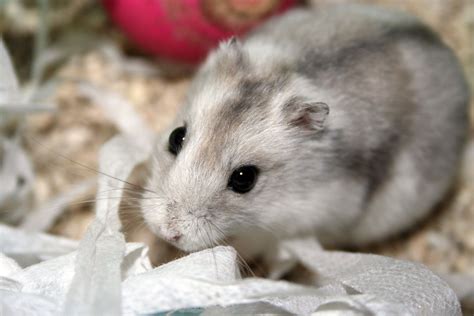 Nibbles The Russian Dwarf Hamster Russian Dwarf Hamster Cute Hamsters Rodents Chinchilla