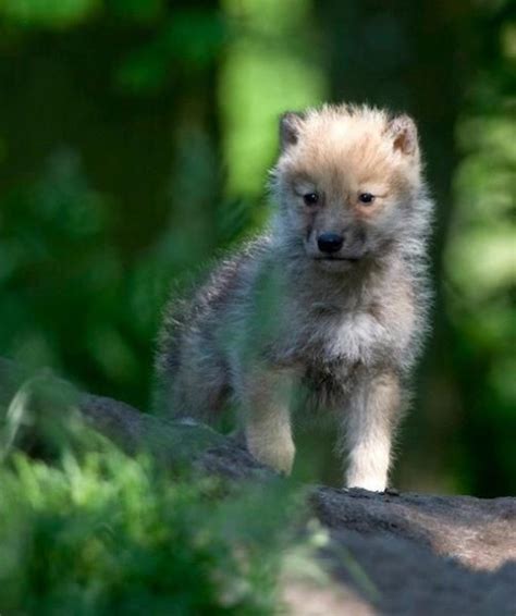Wolf Pup Wolf Pup Baby Wolves Arctic Wolf