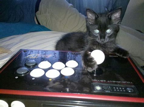 My Friends Kitten Chilling With Some Xbox Raww